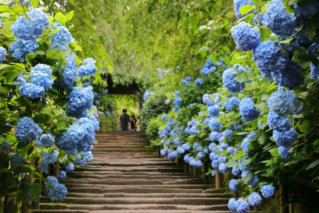 鎌倉の紫陽花