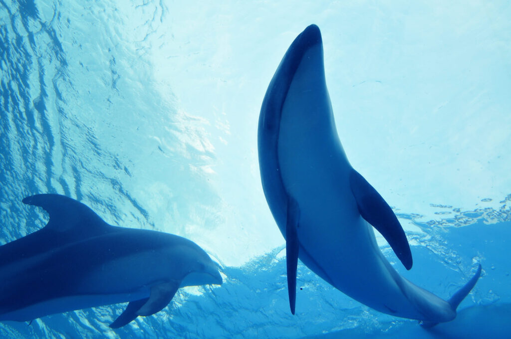 新江ノ島水族館のイルカ